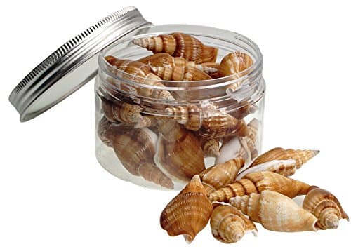 Quality Selected Seashells - 300 Grams Vittate Conch / Strombus Vittalus shells for Seashell Vases, Seashell Boxes, Seashell Frames, Seashell Jewelry Making &amp; Mini Garden Miniture