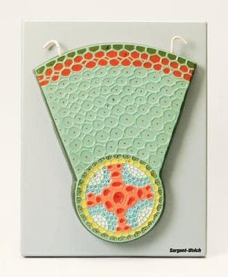 470111-042 - Monocot Root - Eisco Root Structure Models - Each