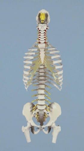 Anatomy Model – Skeleton and Models – Backbone – Anatomical Model – Spine with rib cage