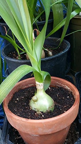 4 Inch Pot Pregnant Onion - Bare Root