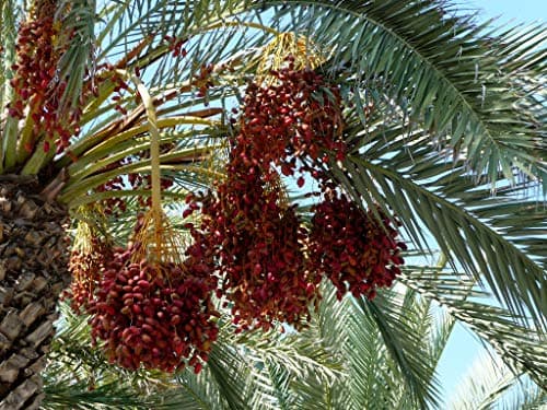 Special Buy 2 Get 2 Free Live Medjool Date Palm Seedlings w/Leave & Roots