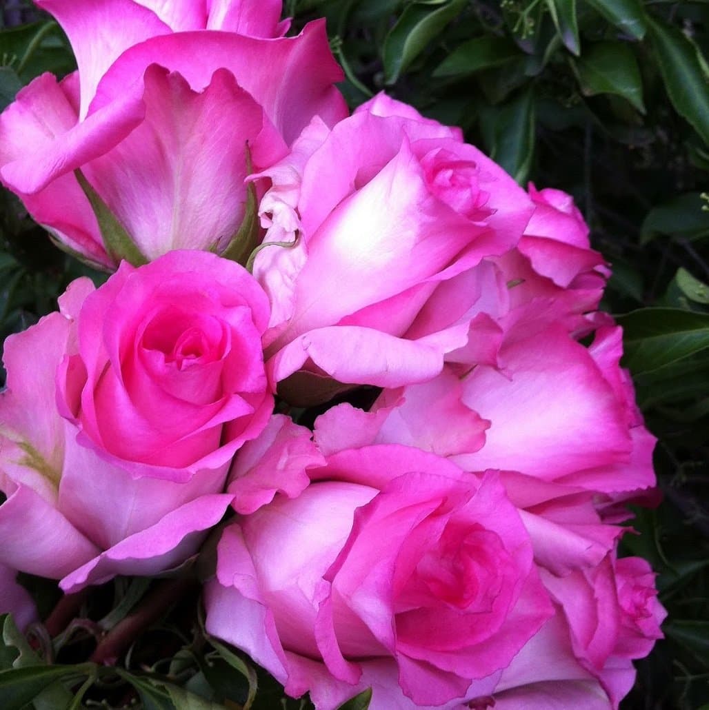 Pink Long Stem Rose 200 Stem