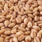 Organic Hard Red Wheat Berries 25 lb.