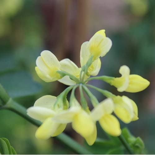Coronilla Glauca Citrina 3 Litre