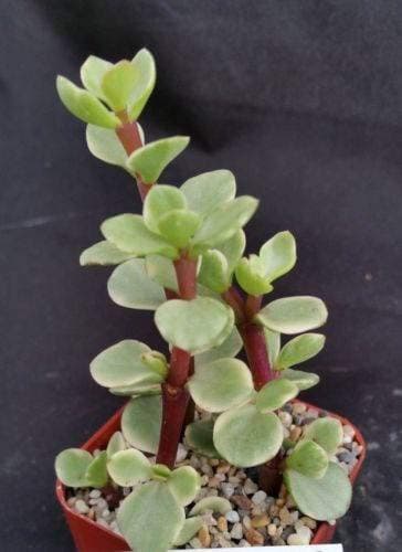 Portulacaria afra variegata