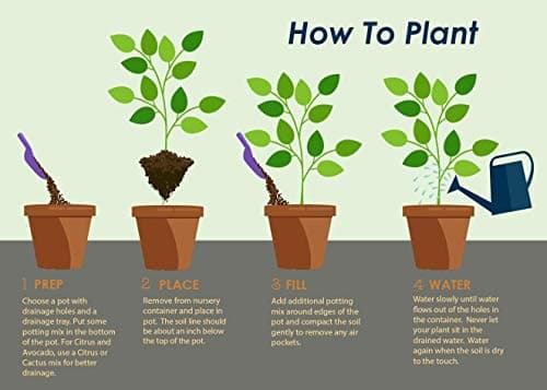 Tara Scuppernong Grape - 2 Gallon