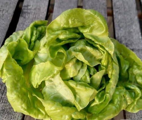 Willvine Butterhead Lettuce-KTL-9I