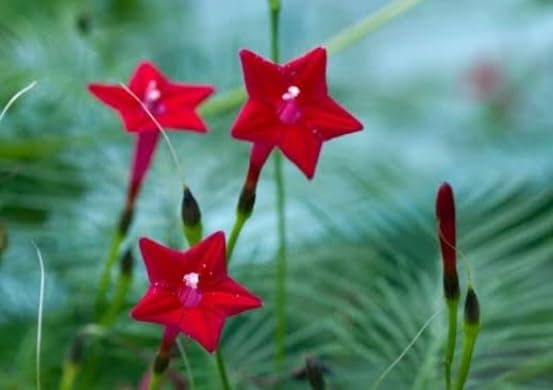 red cypress vine(1 live plant)