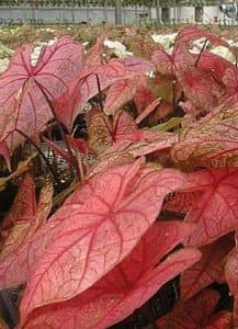 Caladium Fannie Munson No. 2 (10 pack)