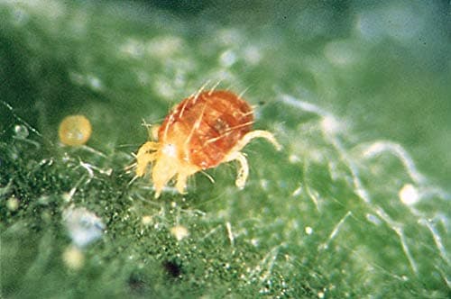 Phytoseiulus: red spider mite killer pack of 2000