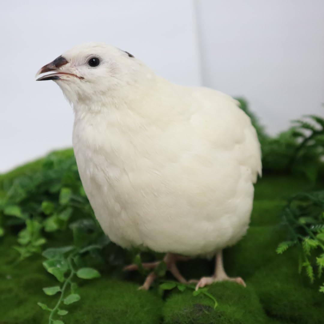 Undique Jumbo White Coturnix Hatching Eggs - Premium Quail Eggs for Hatching - Perfect for Homesteaders, Breeders, Hobbyists - Freshly Collected for High Hatch Rates Count of 12