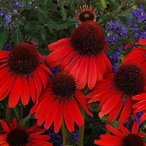 seeds 5pcs Savory Winter Plant seeds