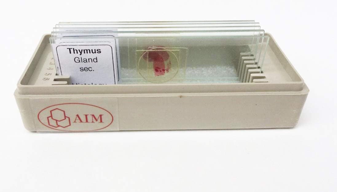 AIM Lymphatic Tissue Slides (Set of 5)