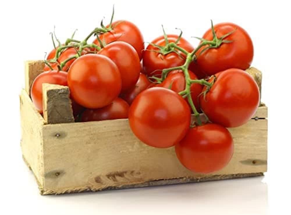 Tomato Plants, 'Moneymaker', 6 x Full Plug Plants Pack, Tomatoes, Tomato Plants Ready to Plant, Premium Quality Tomatoes