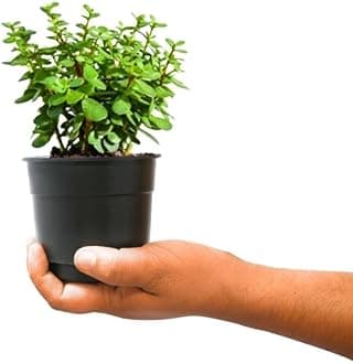Live Button Jade Plant Indoor Plant with 4 inch Black nursery Pot |Small Plant With Pot (JADE PLANT)