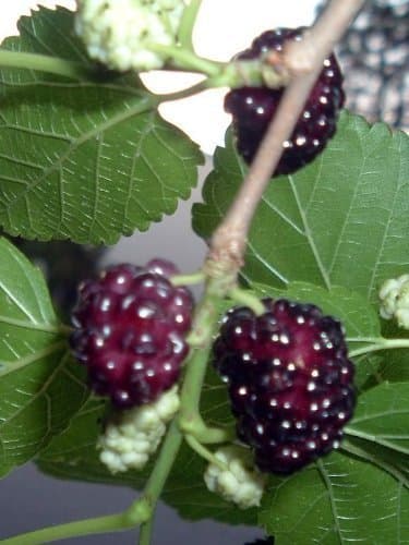 25 Red MULBERRY Morus Rubra Tree Seeds by Seed and Things