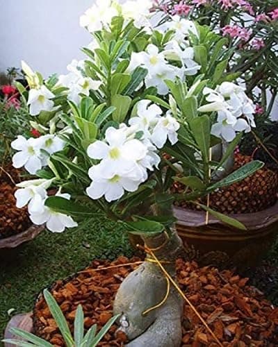 2pcs Fresh White Adenium Flower Seeds