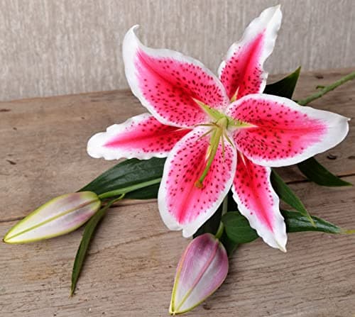 Splendid Giant Flowering Stargazer Lily Bulb