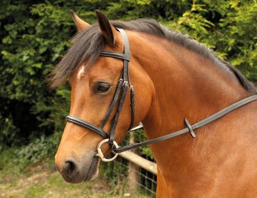 Windsor Equestrian Horses Bridle Brown Pony