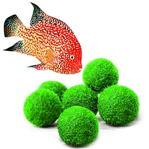 Luffy Nano Marimo Moss Balls for Cichlids