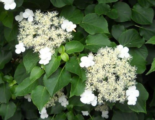 Hydrangea anomalia petiolaris / Climbing Hydrangea / Seeds