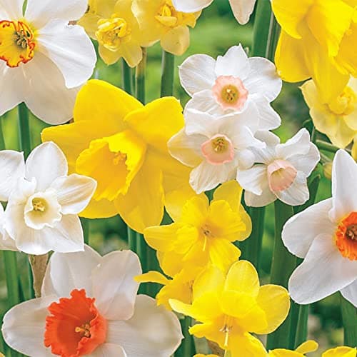 Daffodil Bulbs for Spring Planting Fall Mixed Daffodil Flower Bulbs 10 Bulbs