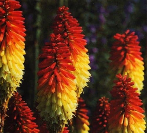 Border Ballet Red Hot Poker - Kniphofia - Quart Pot