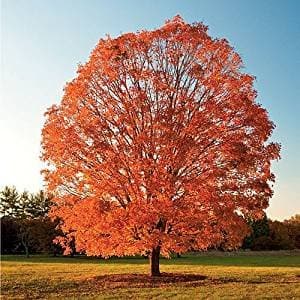 75 Sugar Maple Tree Seeds, Acer Saccharum, Wings