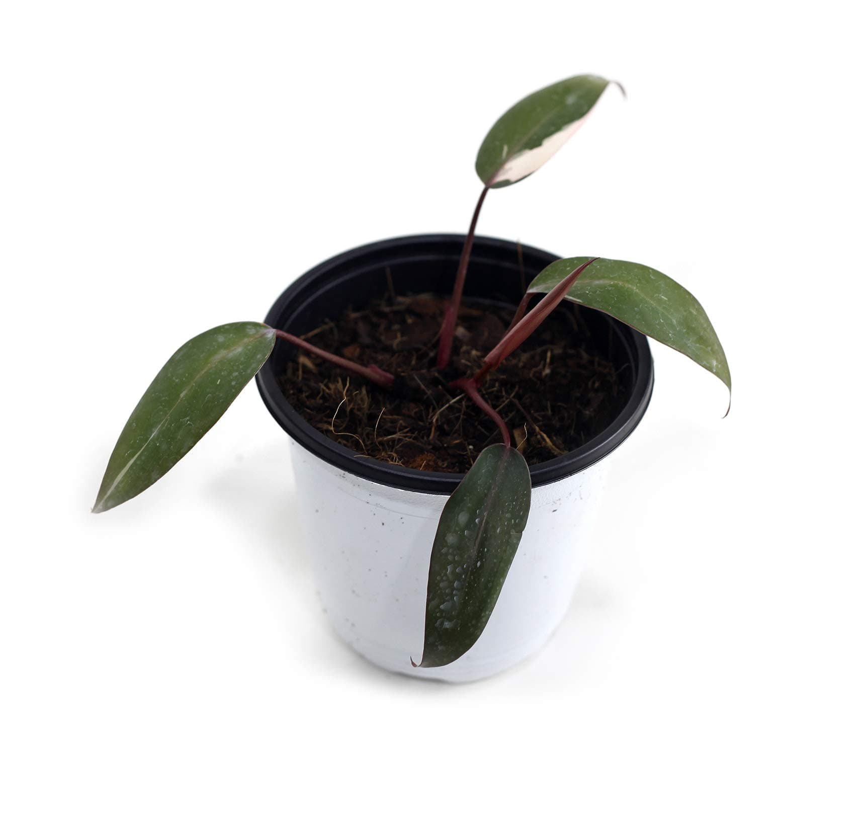 Philodendron Pink Princess(L)