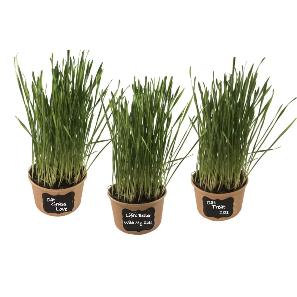 Organic Non GMO Easy Cat Grass Kit (3 Pack) Just Add Water. Includes Wheatgrass Seed, Fibre Soil, Cups, Chalkboard Labels & Chalk. Your Pets Will Love This
