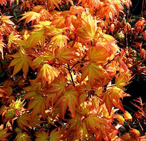 Akane Japanese Maple 2 - Year Live Plant