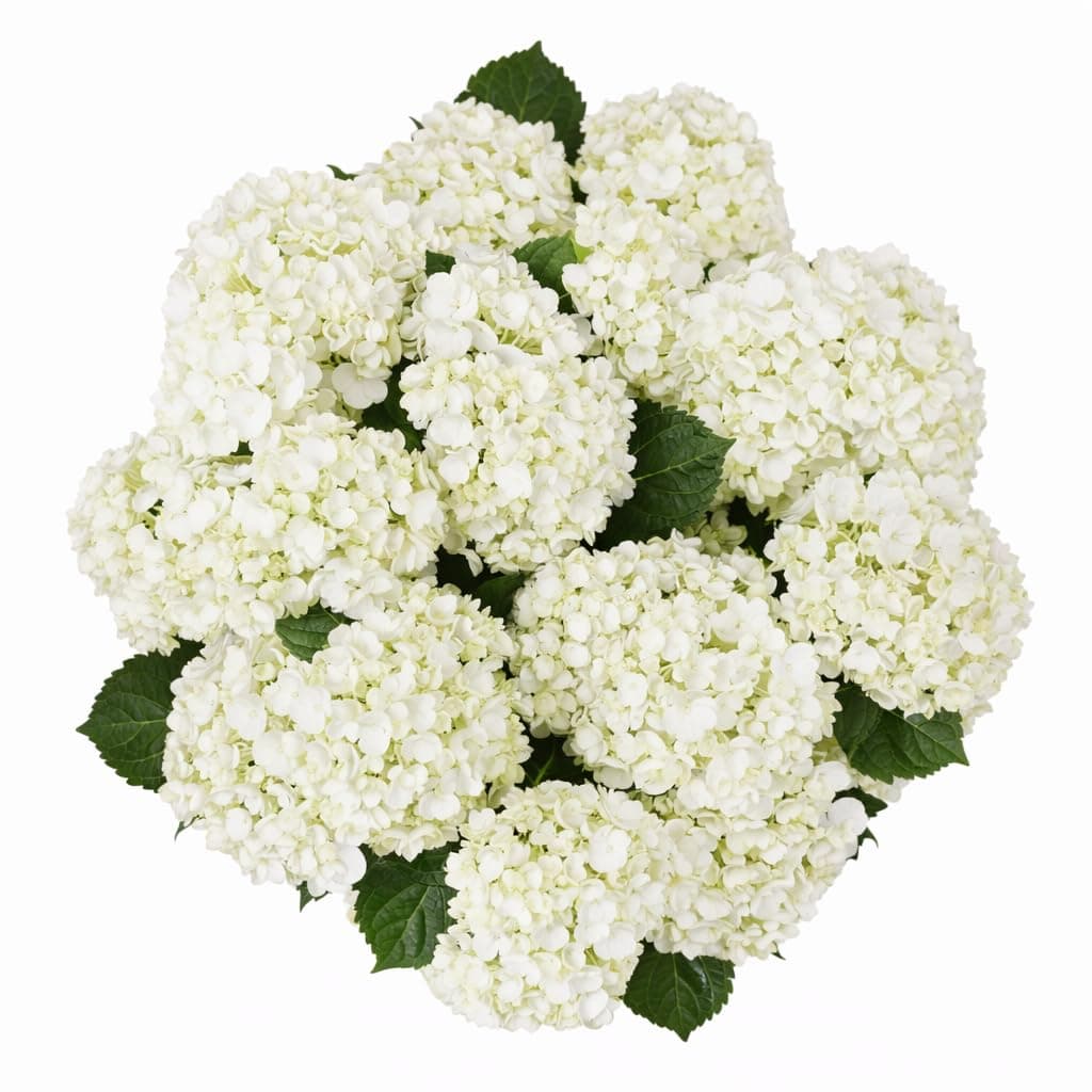GlobalRose 20 White Hydrangea Flowers Responsibly Sourced Hand-Picked Fresh Bouquet for Graduation, Anniversary, Birthday & Special Occasions