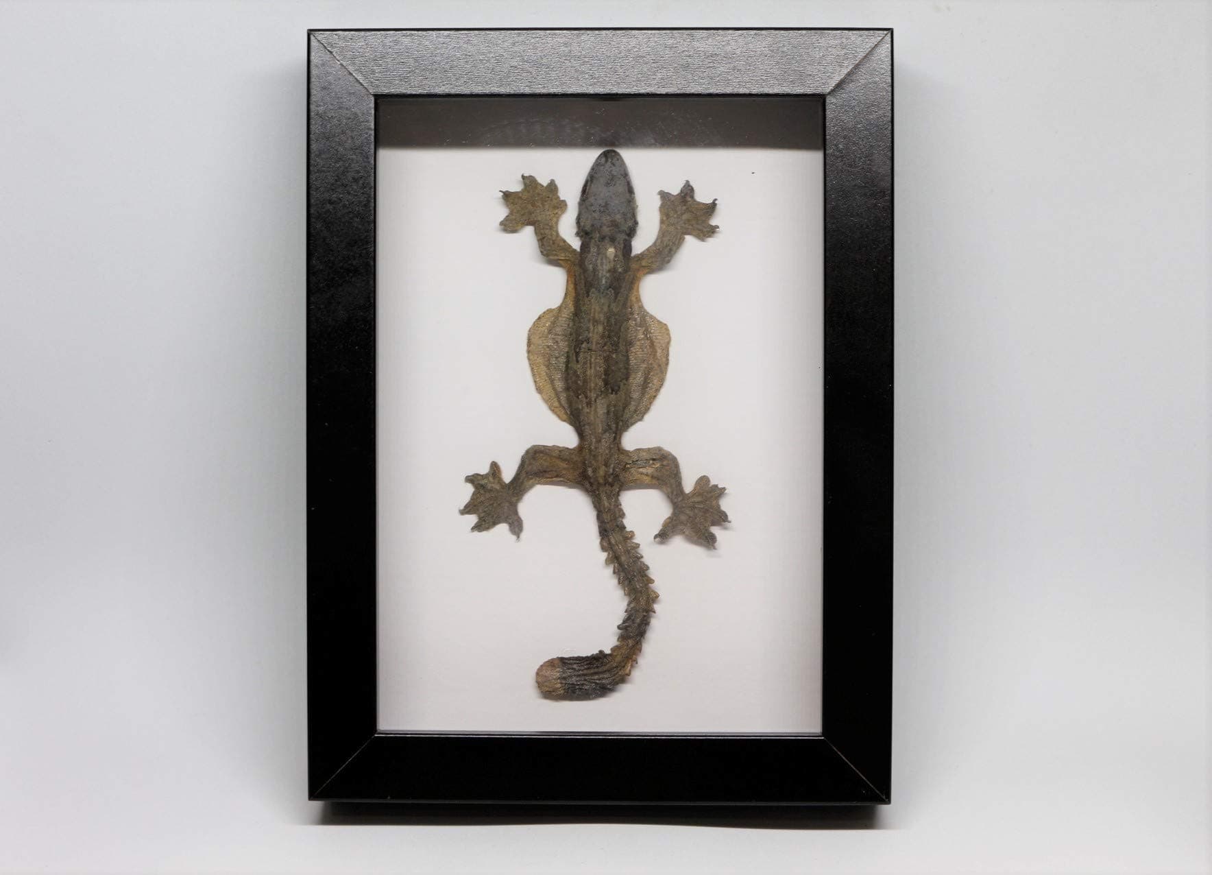 Bitacora Lizard ptychozoon Skeleton Reptile Taxidermy Stuffed Study Sciences