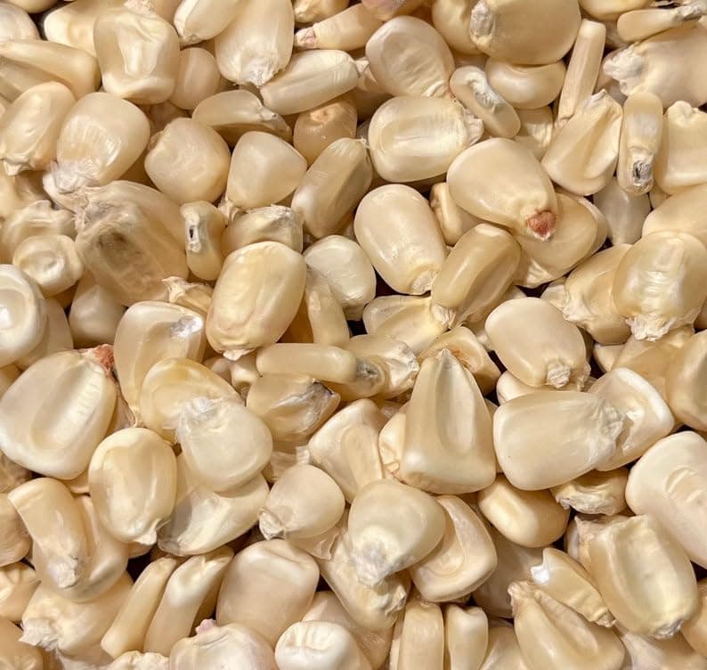 White Olotillo Blanco Flour Corn Masa Tortilla Maize 20 Seed Pack