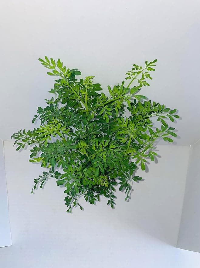 herb RUDA RUE Full Plant with rooth