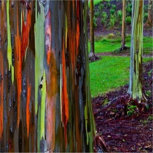 Rainbow Eucalyptus Gum Tree Seeds (Eucalyptus deglupta) 50+Seeds