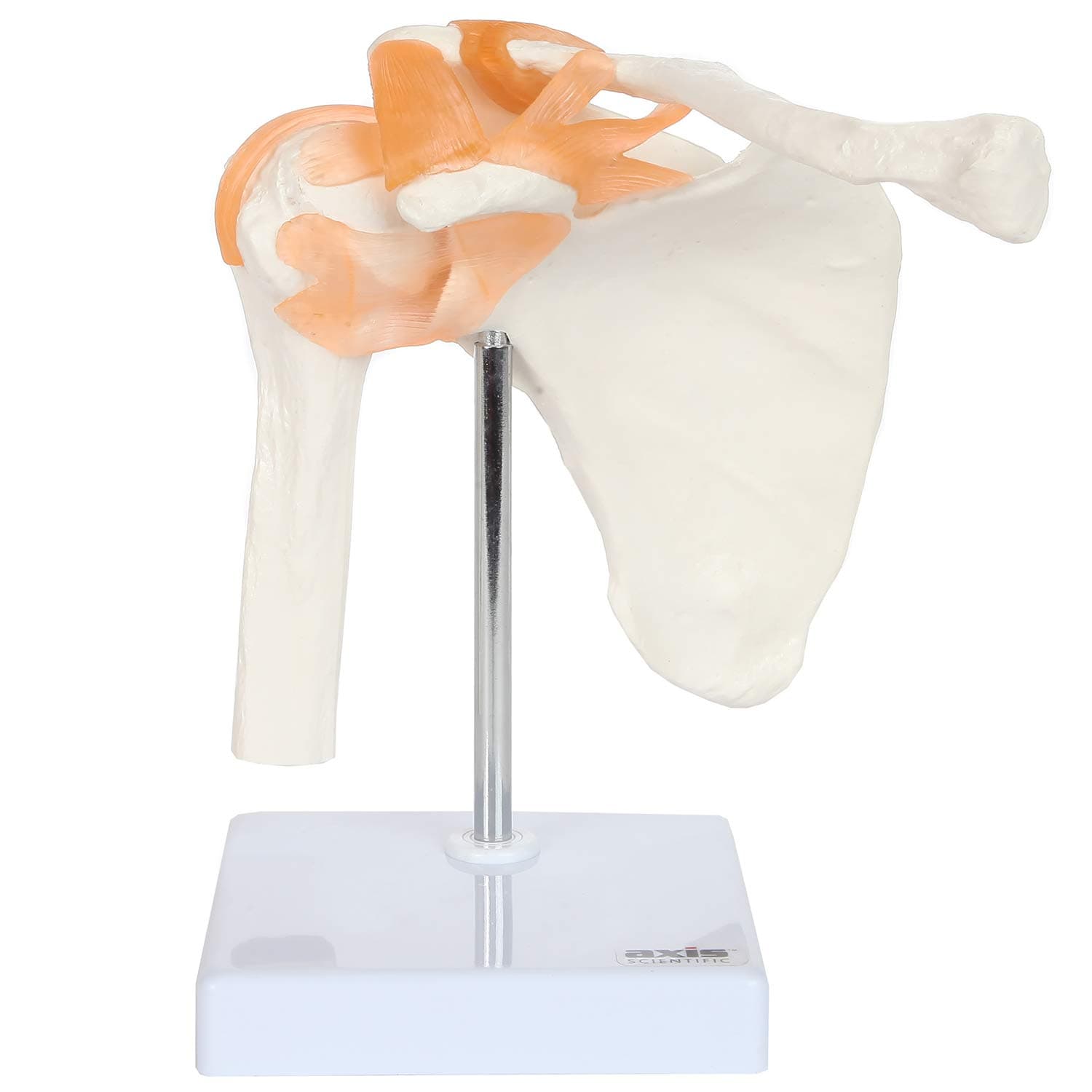 Axis Scientific Human Skeletal Shoulder Anatomy Model with Functional Ligaments, Realistic Design, Includes Base for Display and Study, Detailed Product Manual