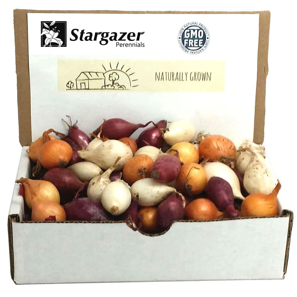 Non-GMO Onion Sets, 8 oz, Red, White, Yellow Mix, Home Garden Assortment, Planting Guide Included, Stargazer Perennials