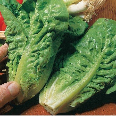 LETTUCE - Cos - Little Gem - 300 seeds