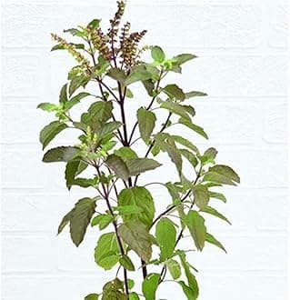 Tulsi Live Plant with Pot - Holy Basil Pooja Plant, Krishna Tulsi for Home & ...