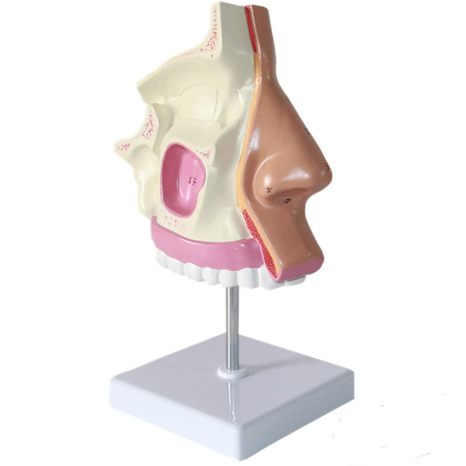 Human Nasal Cavity Anatomy Model, Teaching Model Nose Cavity Structure for Science Classroom Study Display Teaching