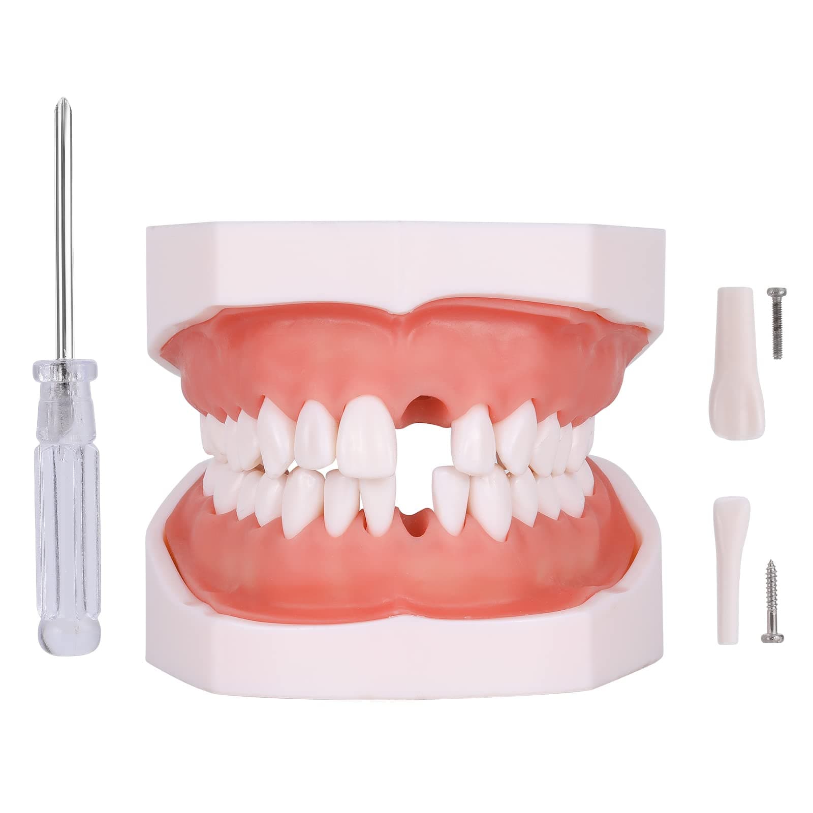 faruijie Typodont Teeth Model - Removable Tooth Teach Practice Model Teaching Study Typodont Demonstration Model Come with a Small Screwdriver