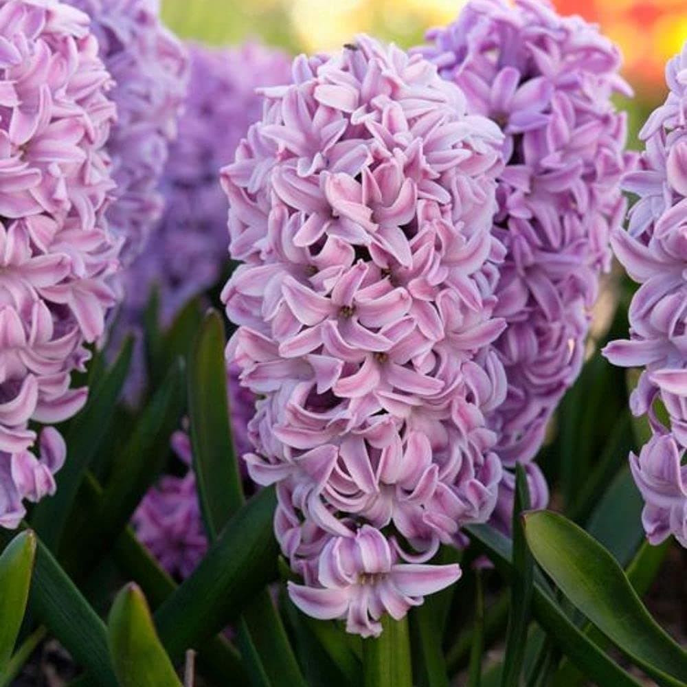 Splendid Cornelia Hyacinth - 6 Bulbs