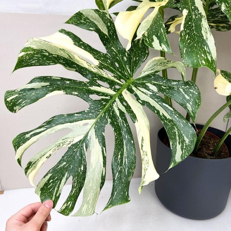 LITTLE JUNGLE Monstera Thai Constellation
