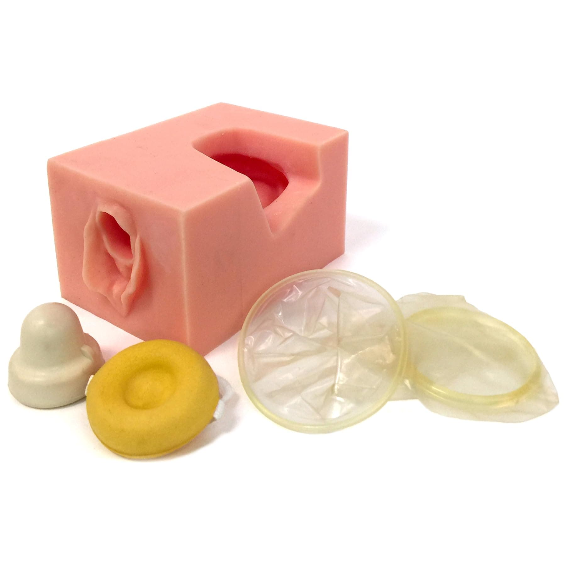 Female Pelvis Contraceptive Model