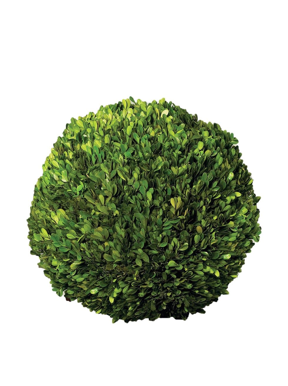 Preserved Boxwood Ball, 16-Inch