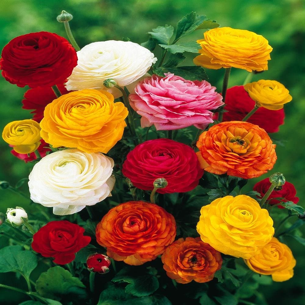 Ranunculus asiaticus Mix - 20 flower bulbs