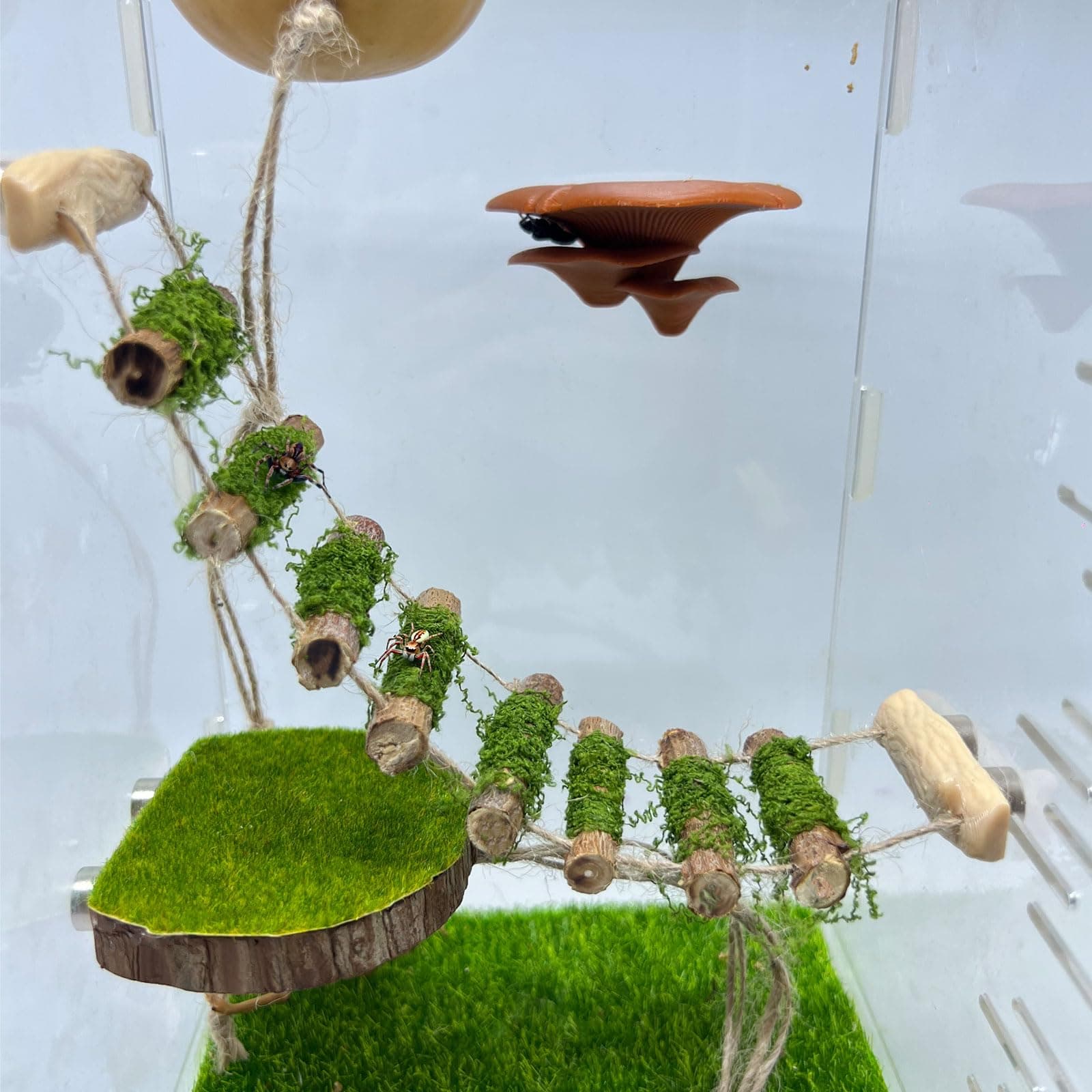 Jumping Spider Rope Bridge,A Solid Wood Climbing Suspension Bridge, a Jumping Spider Enclosure Accessory, Handmade, a Spider Jump Platform, Used As a Decorative Accessory for Small Reptile Enclosures