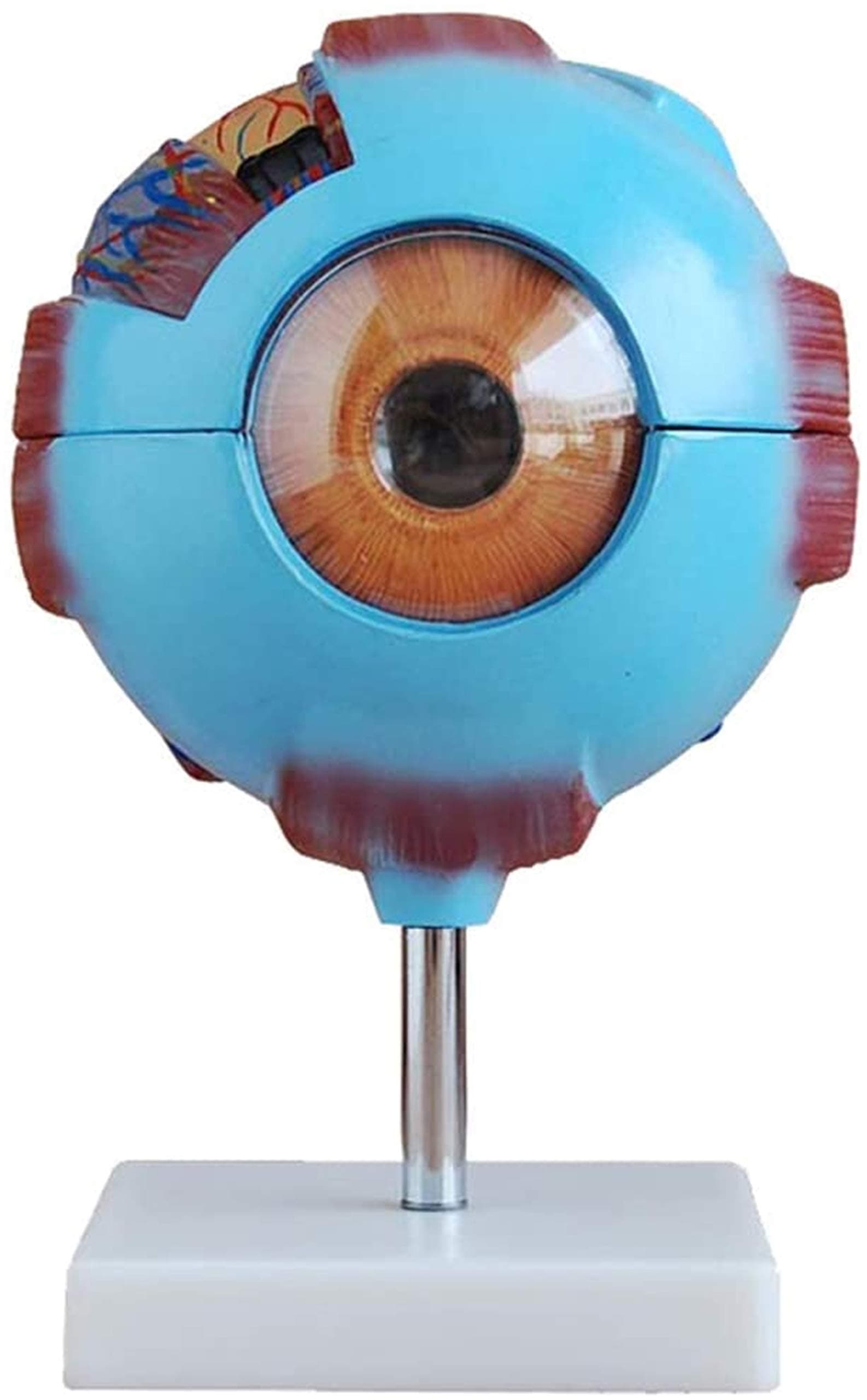 Educational Model Eye Anatomical Model - 6 X Magnification Human Eye Model Human Organ Anatomica Model - PVC Anatomical Human Eye Model - for Medical Educational Training Aid Lab (A)