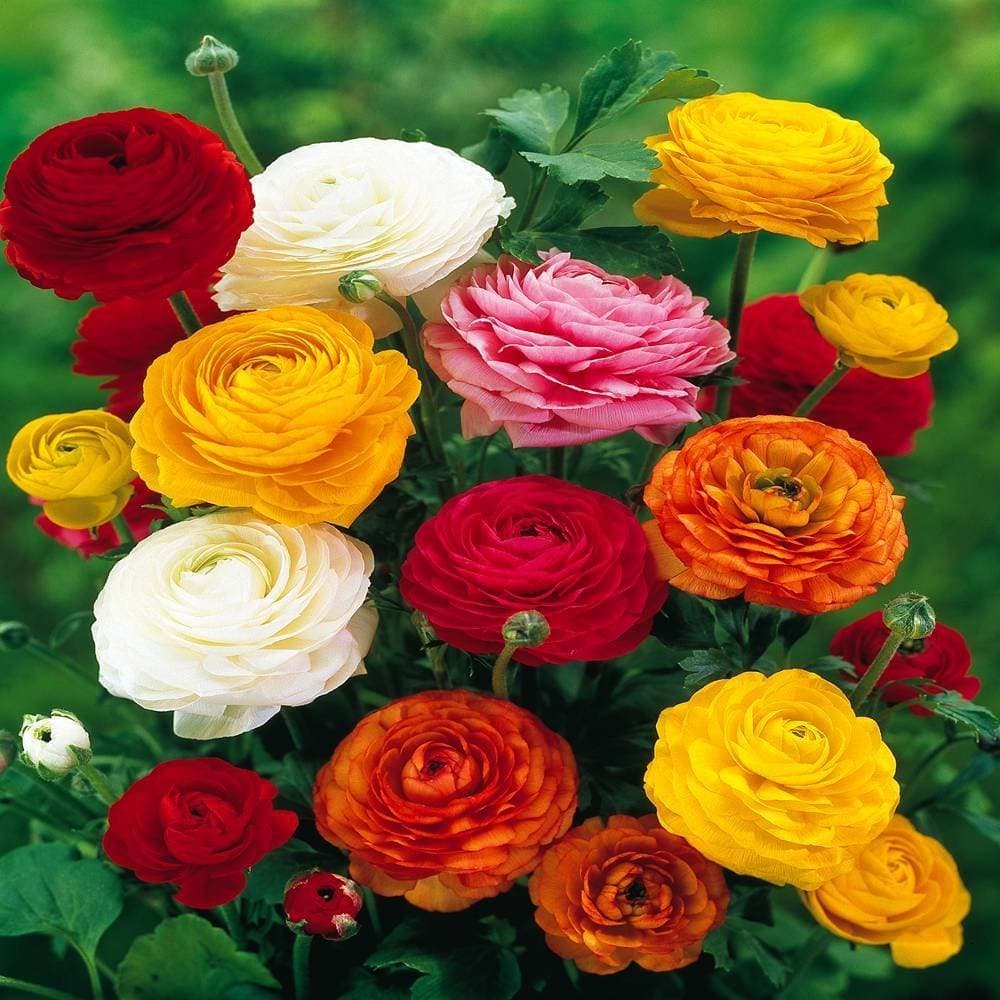 Bolly Bulbs® - Ranunculus (12 Bulbs, Mixed Colours)